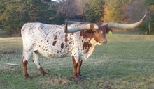 CRR Sweet Calamity