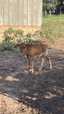 9/3 Cuba Bull calf