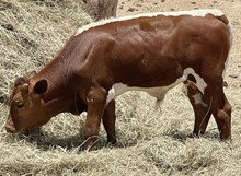 RAFTER M HUNK O DYNAMITE