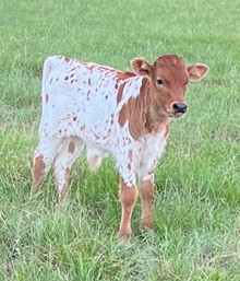 TLS Sweet Paisley Dust Bull Calf